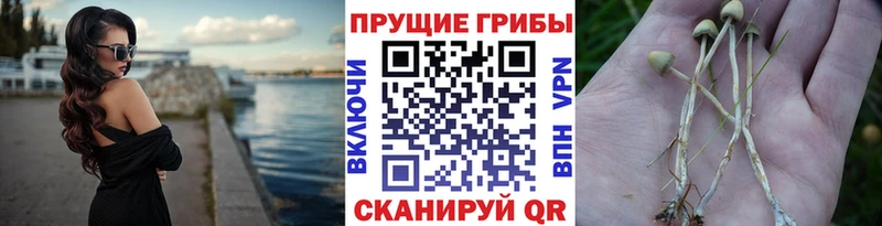 Псилоцибиновые грибы прущие грибы  Жиздра 